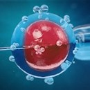 Pma. In GU le nuove linee guida sulla legge 40. Sì all’impianto dell’embrione anche dopo separazione o morte del partner
