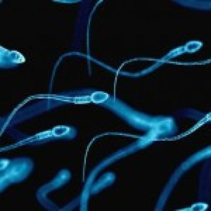 Fertilità maschile. Scoperto in Italia il ruolo chiave di una molecola