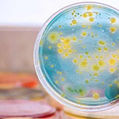 Antibiotici. Dalla Svezia un algoritmo per svelare da dove nascono i ‘geni della resistenza’ 