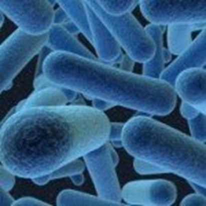 Batteri resistenti agli antimicrobici: A. baumannii si “nasconde” nelle cellule della vescica