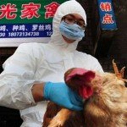La Cina riporta il primo decesso per influenza aviaria H3N8