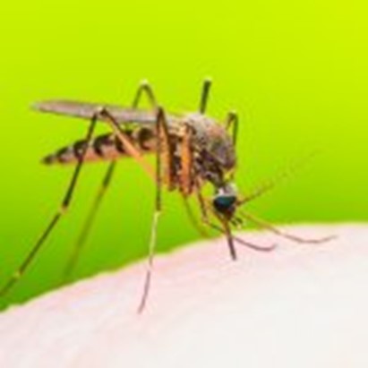 Zanzare killer sempre più presenti in Europa. E cresce, anche in Italia, il rischio di malattie come dengue, febbre gialla, chikungunya, zika e virus del Nilo occidentale