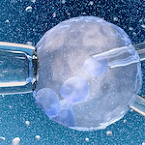 3d illustration: Artificial insemination: glass  needle fertilizing a female egg on dark blue background with bubbles. Medical concept