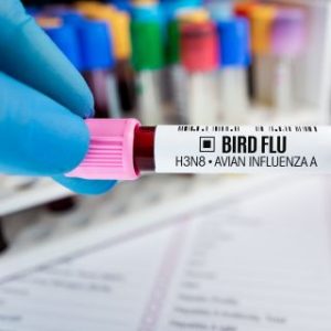 aviaria-in-gran-bretagna