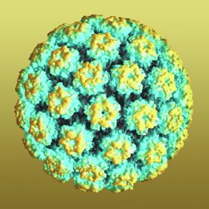 hpv-human-papillomavirus