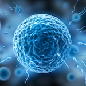 Human egg cell and sperms